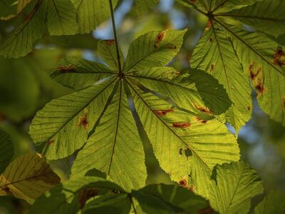 leaves, nature, chestnut, tree, autumn, green, sunlight, macro, leaf vein, natural light, spring, beauty, environment, texture, peace, leaf structure, simplicity, clear, details