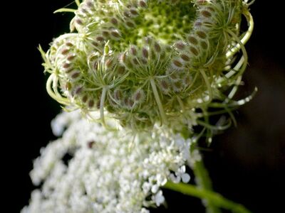 wild carrot, natural beauty, macro photography, plant, wildflower, nature, backlight, summer flower, botany, nature wallpaper, flowering plant, gardening, shading, outdoor, delicate texture, natural light, black background, delicate flower, natural colors