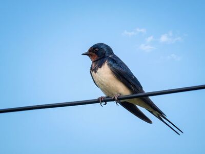 barn swallow, swallow, bird, wire, line, nature, summer, clouds, blue sky, songbird, hirundo rustica, serene, animal, feathers, plumage, outdoors, fauna, graceful