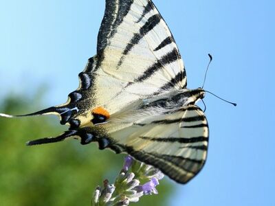 butterfly, nature, summer, lavender, entomology, wild butterflies, wings, black and white, scarce swallowtail, blue background, close-up, winged insect, blue sky, natural beauty, natural habitat, detail, flying, freedom, pollen