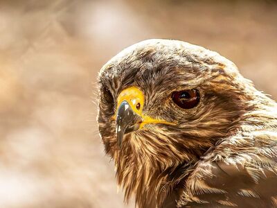 common buzzard, bird of prey, raptor, predator, animal, nature, laptop wallpaper, 4k wallpaper, wild, avian, beautiful wallpaper, windows wallpaper, feathers, hd wallpaper, background, eyes, desktop backgrounds, mac wallpaper, beak, portrait, macro, detailed, free wallpaper, full hd wallpaper, wallpaper hd, cool backgrounds, free background, wallpaper 4k, sharp eyes, hunter, 4k wallpaper 1920x1080, majestic, brown feathers, motif