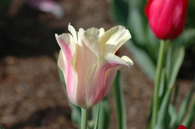 tulip, beautiful flowers, flower, garden, nature, outdoor, spring, natural, close-up, colorful, flower wallpaper, exterior, flower background, petal, cultivation, blooming, horticulture, red, pink, white, flowering plant, beauty, decorative