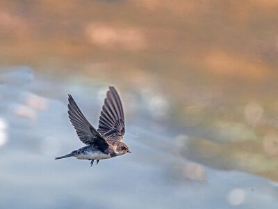 swallow, 4k wallpaper 1920x1080, wallpaper hd, windows wallpaper, bird, beautiful wallpaper, flying, wildlife, nature, 4k wallpaper, hd wallpaper, lake, wings, cool backgrounds, free background, blue, wallpaper 4k, brown, desktop backgrounds, background, european, soaring, free wallpaper, laptop wallpaper, mac wallpaper, wild, sunlight, ecology, natural environment, full hd wallpaper, morning