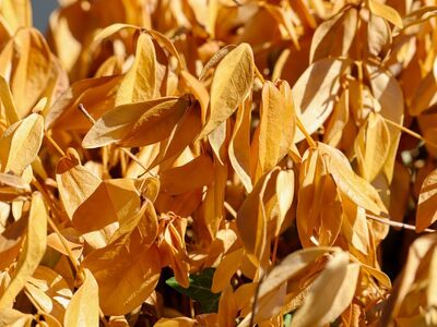 dry, leaves, golden-yellow, dead plant, drought consequence, natural cycle, autumn, decay, nature, climate, energy of decay, environmental changes, succulents, climate issues, drought, brown leaves, ecology, desert