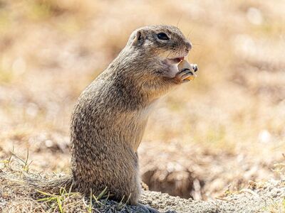ground squirrel, full hd wallpaper, rodent, nature, wildlife, cool backgrounds, hd wallpaper, mammal, eating, desktop backgrounds, wallpaper hd, cute, laptop wallpaper, windows wallpaper, 4k wallpaper, fur, free background, wallpaper 4k, standing, profile, 4k wallpaper 1920x1080, sunny, beautiful wallpaper, free wallpaper, bokeh, background, mac wallpaper, burrow, field, animal, spring, small, prairie, whiskers