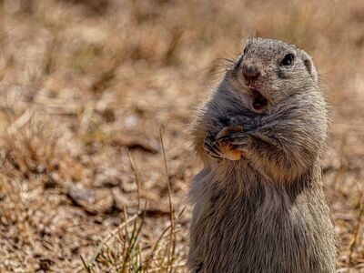 ground squirrel, desktop backgrounds, mac wallpaper, wallpaper 4k, rodent, full hd wallpaper, wild animal, hd wallpaper, beautiful nature, cute, free background, cool backgrounds, 4k wallpaper, surprised, 4k wallpaper 1920x1080, eating, whiskers and fur, standing, european ground squirrel, windows wallpaper, funny, free wallpaper, nature wallpaper, laptop wallpaper, field, beautiful wallpaper, nature, shocked, nature background, wallpaper hd, wallpaper, holding food, open mouth