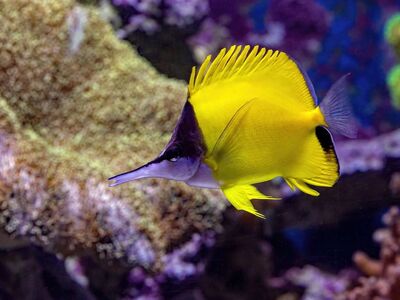 longnose, butterflyfish, underwater, coral reef, cairns, aquarium, exotic, yellow, marine life, swimming, tropical, sea, fish, beautiful, colorful, nature, diving, habitat, conservation, pacific ocean