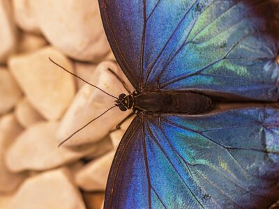 butterfly, blue, wings, detail, laptop wallpaper, 4k wallpaper, macro, free wallpaper, 4k wallpaper 1920x1080, full hd wallpaper, butterfly wings, wallpaper 4k, nature, cool backgrounds, windows wallpaper, beauty, natural, stone, free background, background, beautiful, blue butterfly, beautiful wallpaper, closeup, environment, hd wallpaper, natural beauty, wallpaper hd, pastel, desktop backgrounds, gentle, organic, mac wallpaper, color