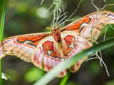 moth, butterfly, zigzag wings, detail, natural, beautiful, macro, nature, detailed, exotic, biodiversity, colors, insect, butterfly wings, environment, ecosystem, animal, wildlife, fragile