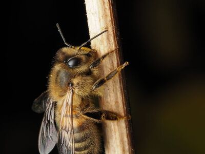bee, insect, nature, pollination, flower, beautiful flowers, garden, plant, summer, wings, flower wallpaper, golden, nectar, pollen, honeybee, macro, close-up, natural world, details, beekeeping, flower background, ecosystem, environment, insects in nature