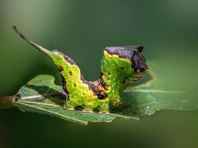 caterpillar, green, biology, macro, detail, beauty, animal, leaf, nature, eco-friendly, green caterpillar, pest, gold, insect, black, orange, close-up, smooth, ecological, tropical