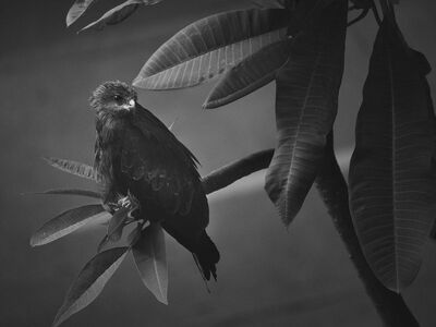 bird, raptor, black and white, leaves, rock, eagle, nature, branches, feathers, fruit, wild, sitting, tropical, camera, photography, art, atmosphere, shadow, melancholy, predator