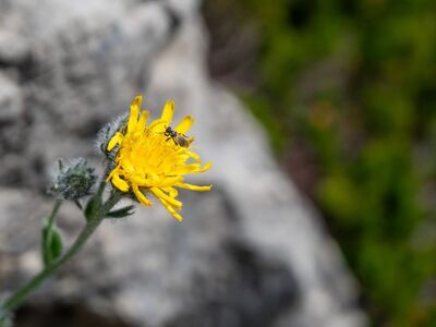 flower, rock, mountain flower, insect, yellow, meadow, summer, nature, mountains, alps, hiking, hawkweed, allgäu, bavaria, allgäu alps, bloom, landscape, fly, wild