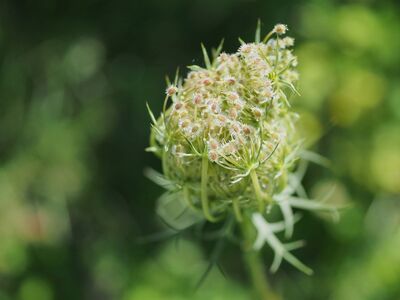 flower, nature, wild carrot, summer, inflorescence, botany, macro, bouquet, garden, natural beauty, beautiful background, details, green, close-up, nature photography, artistic photography, daylight, soft light, blurred background, simplicity