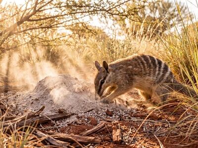 australian landscape, marsupial, nature, numbat, natural habitat, foraging, sunset, sand, dust, branches, australian wildlife, dry climate, wildlife, ancient trees, red clay, sunset rays, dry soil, gray fur, sunlight, wood chips, soft sand, protected species