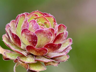 aeonium, succulent, rosette, nature, still life, macro, blossom, detail, green, red, leaf, botany, decorative, outdoor, natural, beautiful, pretty, spring, cultivation, cactus, greenery