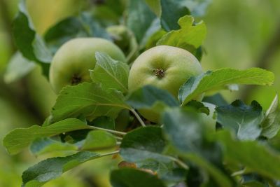 green apples, apple tree, leaves, garden, fruit, summer, agriculture, nature, eco-friendly, fresh, cultivation, organic, seedling, ripe, greenery, vitamin, nature-friendly, nutrition, health, nutritious
