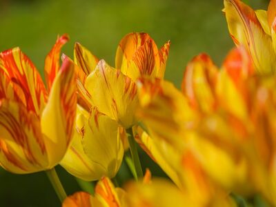 tulip, flower, yellow color, nature, macro, spring, detail, garden, colorful, red color, bloom, landscape, growth, delicate, still life, outdoors, leaves, flower garden, close-up, sunlight