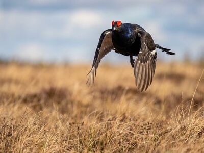 black grouse, bird, wild, flying, male, nature, flight, wings spread, red combs, habitat, spring, action, feathering, heathland, fourfold, camouflage