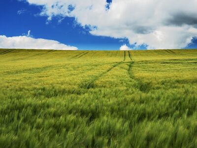 grain, agriculture, field, nature, summer, cornfield, green grass, sky, clouds, farm, natural scenery, rural, agricultural landscape, harvest, landscape, grain stripe, fresh, clear sky, pastures, kernel