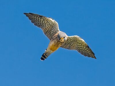 falcon, bird of prey, flying bird, feathers, clear sky, kestrel, wild bird, birdwatching, nature, blue sky, ornithology, bird photography, flight, natural beauty, biodiversity, wilderness, aerospace, wild animal, solitude, nature reserve