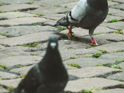pigeon, cobblestone, street, bird, city, paved road, urban life, two, looking, gray, detail, sidewalk, walking, animal, nature, park, hill, beak, flying, picnic, high angle