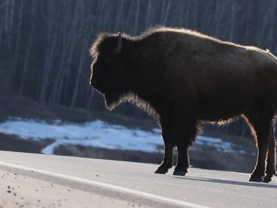 bison, buffalo, wildlife, animal, profile, backlit, fur, road, highway, nature, national park, wilderness, outdoor, large mammal, standing, solitary