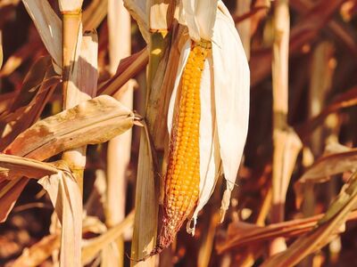 corn, agriculture, yellow, drought, dry, cornfield, nature, heatwave, feed, gold, corn cob, dried corn cob, harvest, crop, ecological, ripe, food, farming in arid areas, climate