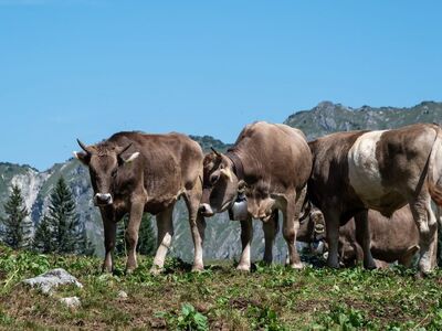 cows, mountains, pasture, cow, alps, animals, summer, farming, dairy cattle, cattle breeding, fodder, nature, view, hiking, herd, rural, mountain meadow, young, stroll, region, ecosystem