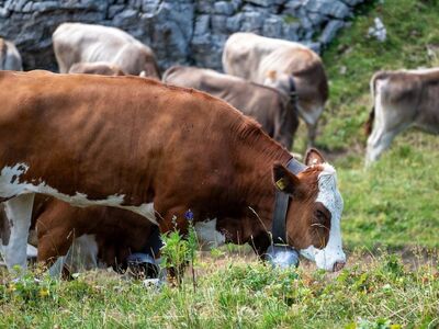 cow, mountains, pasture, alpine farm, kleinwalsertal, hoher ifen, grass, animals, high mountains, green, livestock, alps, hiking, herd of cows, alpine flower, ecotourism, farm, peaceful, nature, allgäu