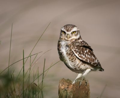 owl, nature, bird of prey, feathers, eyes, predator, fauna, wildlife, marsh grass, calm, natural habitat, animal, ornithology, light, standing, wooden post, day, hunting, camouflage, solitude