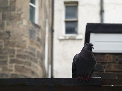 pigeon, urban, building, brick, shadow, light, outdoors, window, neighborhood, travel, architecture, view, shape, morning, winter, city bird, smart, strong contrast, edinburgh, scotland