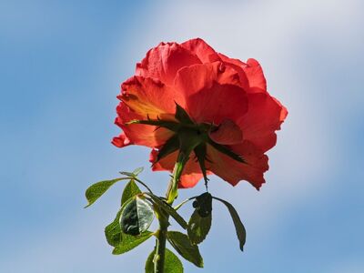 flower, rose, flower wallpaper, flower background, red, petals, beautiful flowers, blue sky, green, leaves, sky, blue, sunlight, garden, fragrance, nature, macro, beautiful, unique, rose blooms, botany, rose flower, delicate, growing, fresh