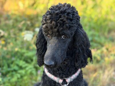 poodle, animal, pet, black, outdoor, collar, friend, face, detail, pose, cute, puppy, intelligent, loyal, happiness, fur, green, love, character, animal friend