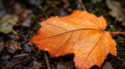 maple leaf, autumn, leaf, orange, nature, structure, veiny, detail, macro, foliage, water droplets, ground, fall, natural texture, beauty in detail, botany, earth tones, damp, fallen leaves, detailed photography