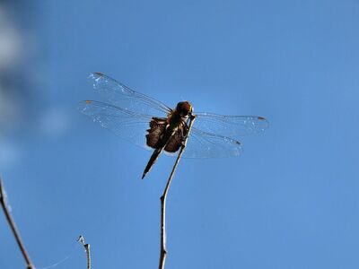 dragonfly, insect, nature, sky, entomology, blue sky, animal, macro, focus, wings, flight, natural science, fauna, habitat, thin twig, balancing, movement, subject, clear weather, backlight