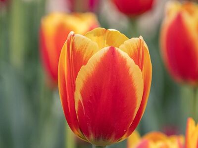 tulip, flower, red, flower wallpaper, orange, petals, spring, nature, garden, close-up, blooming, flora, beauty, beautiful flowers, gardening, botany, outdoor, beautiful, flower background, cultivation, fresh, colorful, caption