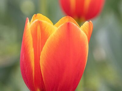 tulip, bloom, garden, spring, petals, floriculture, horticulture, red, yellow, spring flowers, nature, colorful flowers, gardening, green background, beauty, flowering plants, seasonal flowers, aesthetics, close-up, focal point, summer
