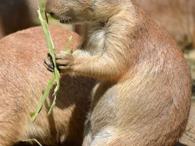 prairie dog, rodent, animal, mammal, nature, fauna, cute, eating, grass, wildlife, national park, steppe, colony, daytime, asian, herb, food, front paws, digging, warm, sunshine