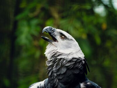 harpy eagle, bird, portrait, wild, nape, feather, carnivore, raptor, jungle, rainforest, nature, conservation, broad-winged, upward gaze, falconry, talon, wing, beak, dramatic