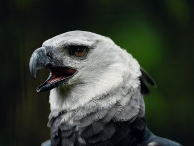 eagle, bird of prey, sharp beak, open beak, eagle head, eagle details, predatory appearance, wild nature, bird portrait, green background, wild eagle, nature, bird, beak, beak open, wilderness, detail, front view, close-up eagle
