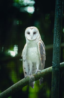 barn owl, bird, animal, feather, nature, wildlife, forest, nocturnal animals, green, branch, raptor, bird cage, eye, perched, day, light, relaxed, alone, calm, silhouette