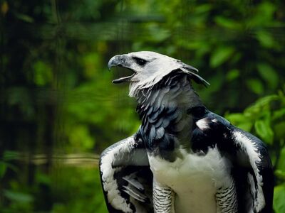 harpy eagle, bird, raptor, wild, forest, natural habitat, bird of prey, beak, feathers, neotropical, predator, rainforest, wings, nature world, species, nature, black and white, sun, green