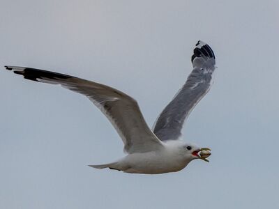 seagull, flying, seashell, beak, food, animal, flight, nature, wing, aviator, hunting, protection, sea, blue sky, coast, wild, freedom, winged, light, shore, natural