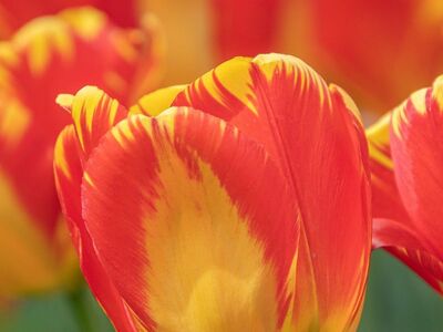 tulip, flower, garden, petals, spring, bloom, red, yellow, botany, floriculture, horticulture, nature, outdoor, beauty, natural, ornamental, bright colors, cozy