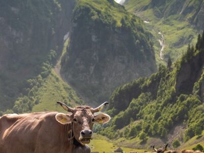 cow, nature, cattle, meadow, mountains, flower background, panorama, switzerland, alpstein, summer, hiking, adventure, belt, flower wallpaper, beautiful flowers, landscape, outdoors, flower, yellow, rocky, furry, sledge, misty