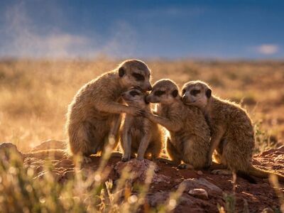 meerkat, animals, wilderness, group, desert, beautiful lighting, family, togetherness, landscape, sunlight, highlight, earth, sunset, cute, savanna, mammals, nature, sunny, sunflower