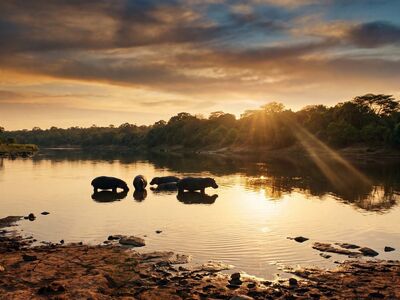safari, river, hippos, sunset, wilderness, africa, nature, tranquility, reflection, light, mirror, calm, water surface, natural beauty, scenic, peaceful, animals in water, flora and fauna, horizon, ecology
