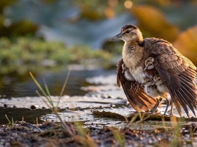 bird, wading bird, lake environment, nurturing, chick, nature, feathers, sun, morning light, aquatic plants, natural habitat, duck, natural selection, hidden, summer, breeding, hatching, wild animal, nature depletion