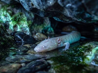 axolotl, cave, amphibian, aquatic, nature, hidden, shadow, stones, exploration, natural world, hide, cool, ecosystem, blue, ecological, environment, in development, endemic
